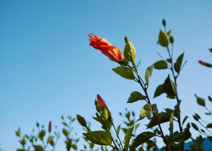 公寓 Sevoula 克法洛斯