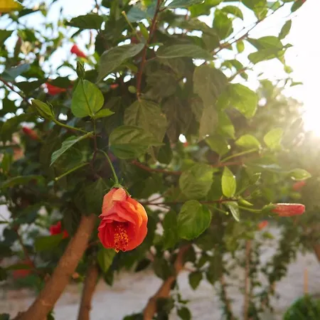 Sevoula 케팔로스