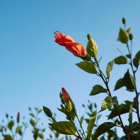 Apartment Sevoula Kefalos (Kos)